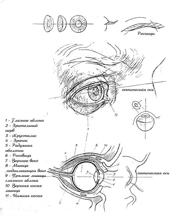 Как рисовать глаз анатомия